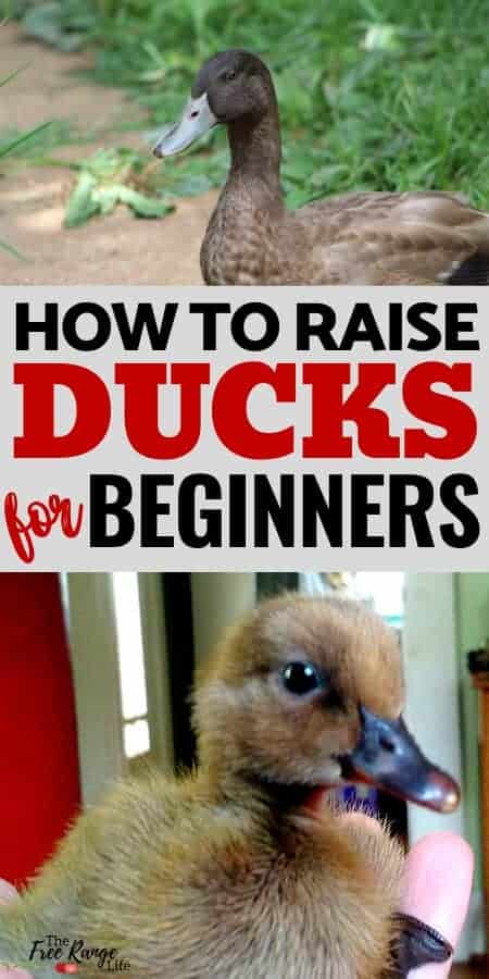 If you love raising chickens, you'll love raising ducks! Learn everything you need to get started in this Beginner's Guide to Raising Ducks!