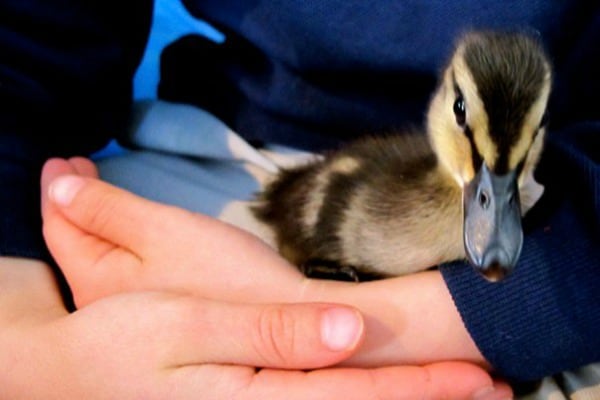 How to Raise A Baby Duck