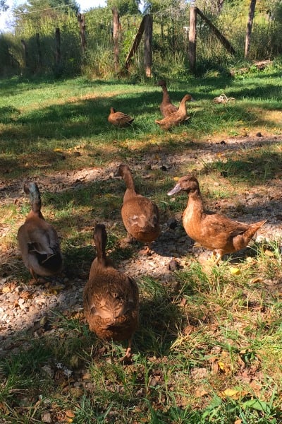 If you love raising chickens, you'll love raising ducks! Learn everything you need to get started in this Beginner's Guide to Raising Ducks!