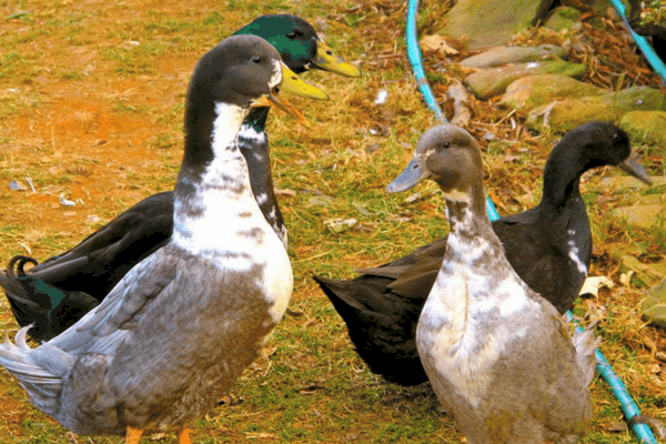 swedish black and swedish blue ducks in a yard