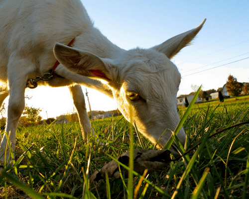 goat grazing in grass