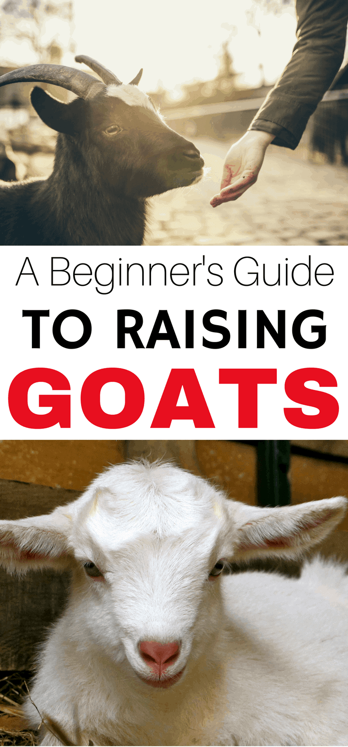 A Beginners Guide To Raising Goats The Free Range Life 