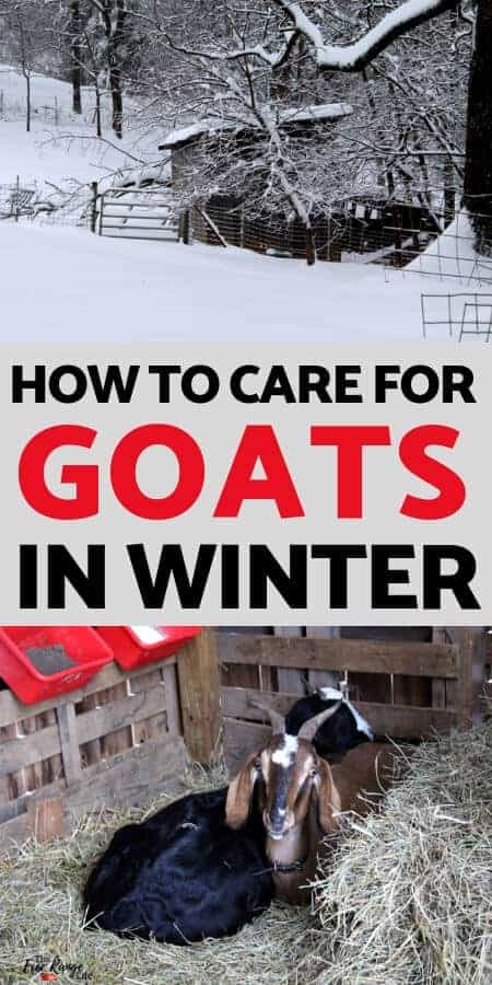 Build a Goat Sleeping Platform - Timber Creek Farm Fundamentals Explained