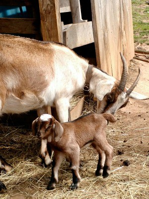 Think you can't raise goats on a small lot? Think again, learn how to make room for goats on a very small homestead and get started today!