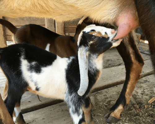 youn goat nursing
