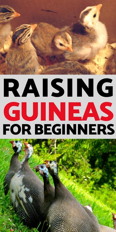 Raising Guinea Fowls: Everything You Should Know 