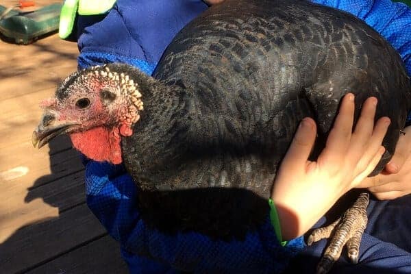 boy holding a black turkey