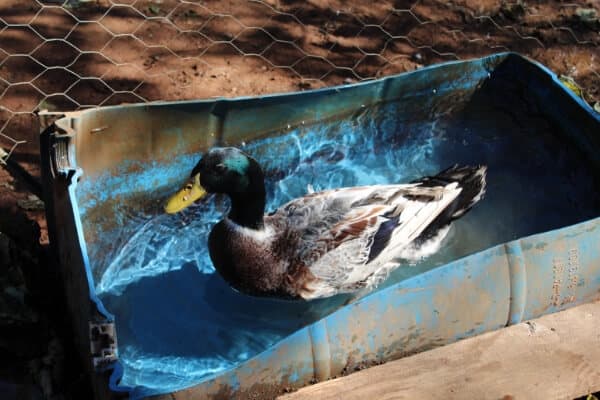 duck swimming in recycled barrel water pond
