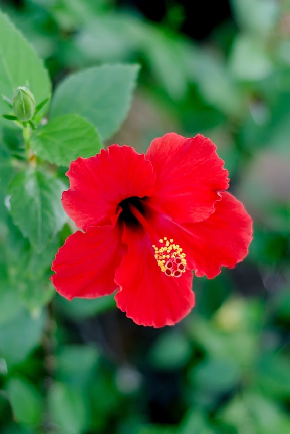 red hibiscus flower close up