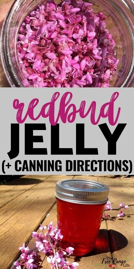 How to Make Redbud Jelly - Healthy Green Kitchen