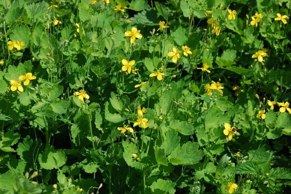 remove warts with Celandine 