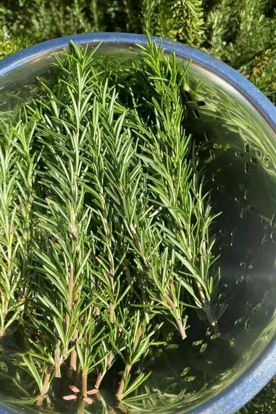 colander full of fresh rosemary sprigs just harvested for drying