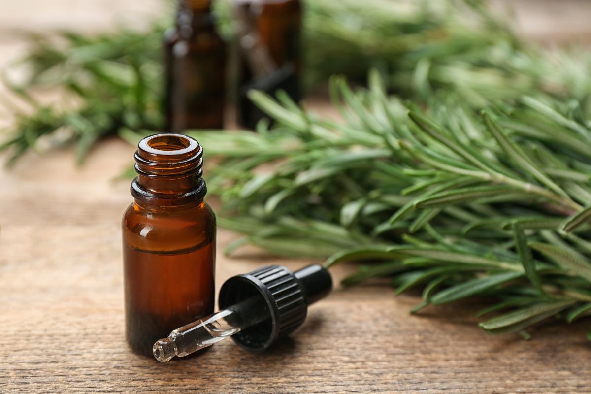 rosemary oil and plant