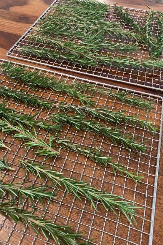 2 dehydrator trays on a table full of rosemary stems
