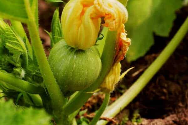 round zucchini growing on a plant in the garden