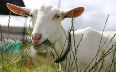 Diagnosing and Treating Goat Polio in Your Goat  Herd
