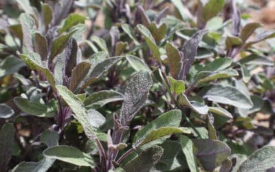 7 Flavorful Perennial Herbs You Need in Your Garden