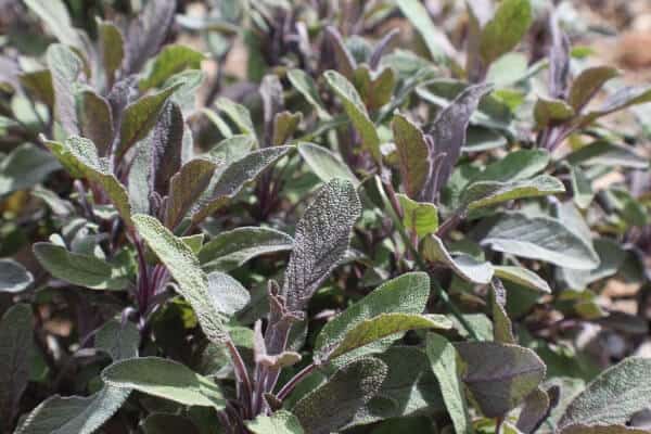 sage in the garden