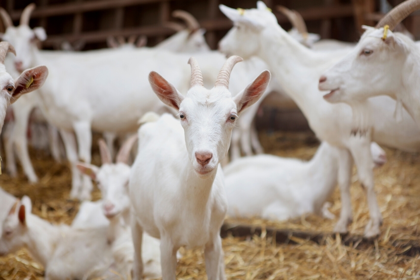 sannen goat herd