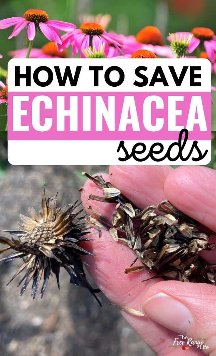 how to save echinacea seeds with image of echinacea flowers and seed heads