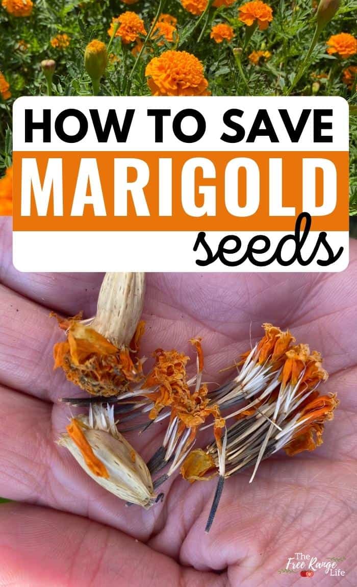 how to save marigold seeds with image of marigold flowers and seed heads