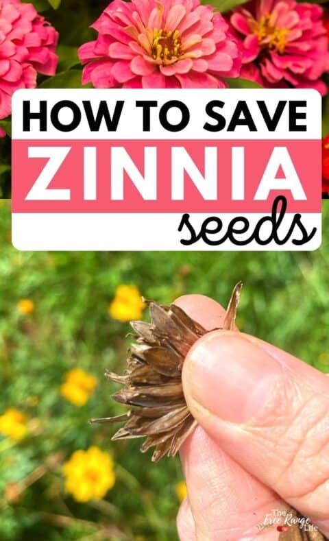 Can You Save Zinnia Seeds From Cut Flowers