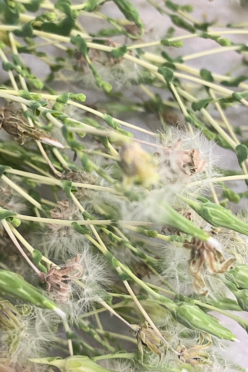 lettuce seed heads ready to harvest and save