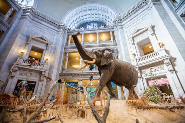 inside of the natural history museum in washington DC.