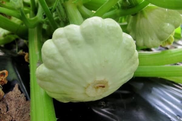 white scallop summer squash