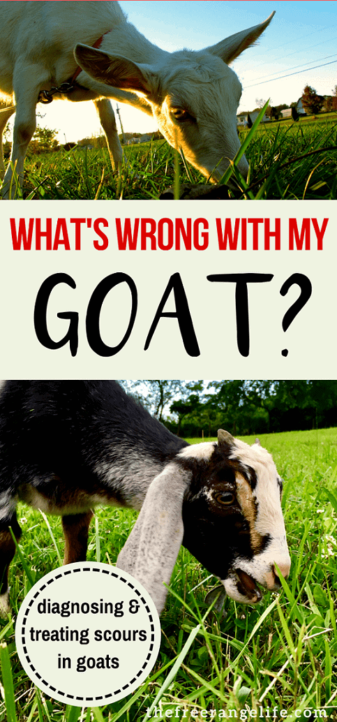 Goat Health: It's scary when your goat gets sick and you don't know how to treat her. Find out what causes and how to treat scours in goats and get her healthy again! Raising Goats | Raising Goats for Beginners | Homesteading | Livestock
