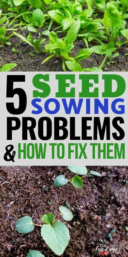 5 seed sowing problems and how to fix them with pictures of spinach seedlings and okra seedlings
