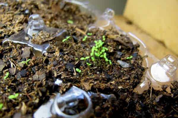 seedling sprouting in a dirt filled plastic egg carton