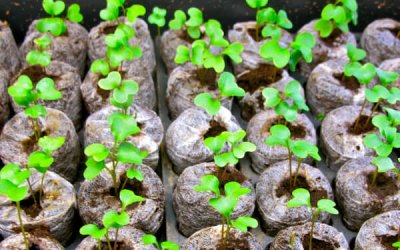 5 Tips for Starting Seeds Successfully Indoors