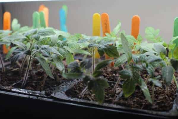 Trouble shoot your common seed starting problems. Learn about the top seed starting problems and how to fix them for good!