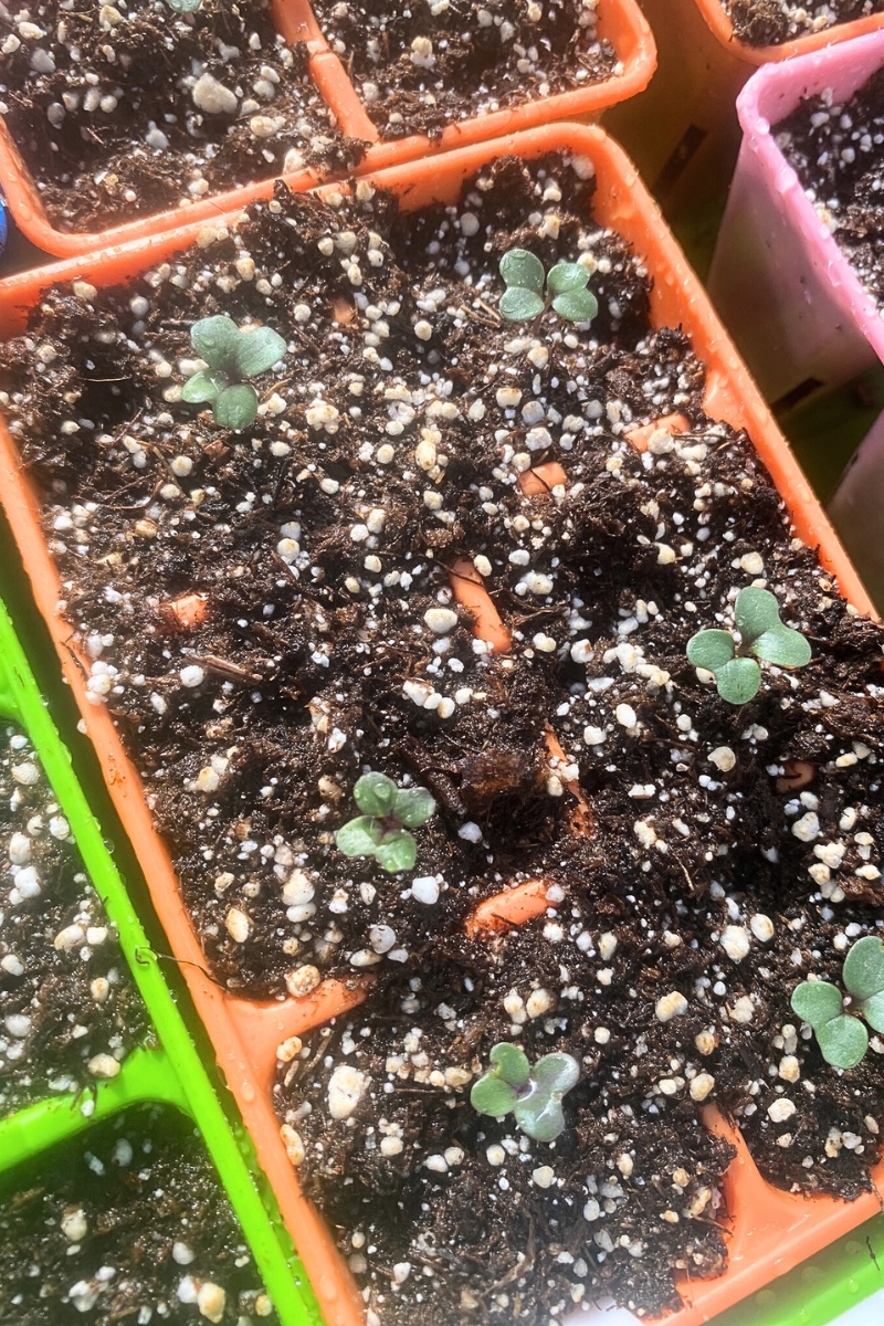 seed tray of seedlings