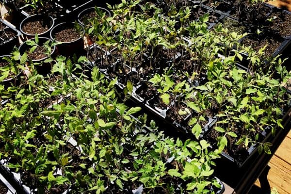 seedlings on a table hardening off 