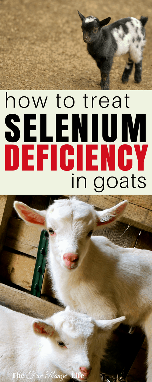 Raising Goats: Selenium deficiency in goats can cause reproductive issues and weak kids. Learn how to identify and treat this deficiency in your herd!