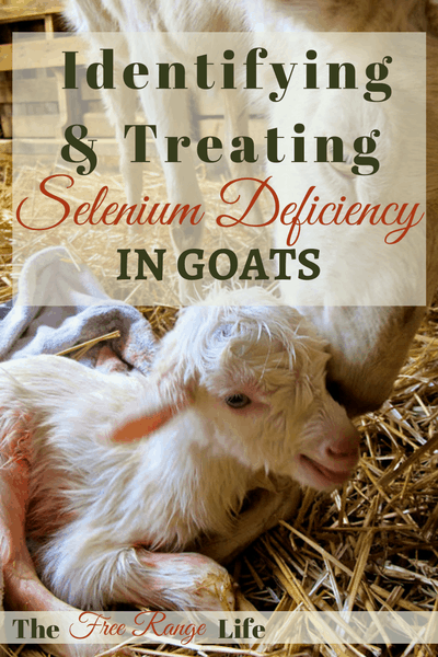 Identifying and Treating Selenium Deficiency in Goats - The Free Range Life