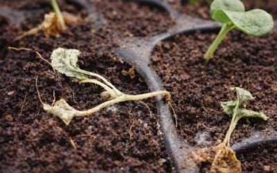 How to Prevent Damping Off in Seedlings