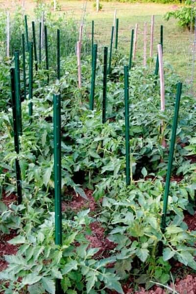 a patch of tomatoes and green stakes holding them up