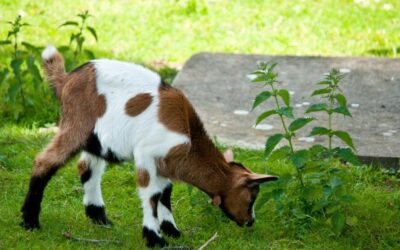 How to Raise Goats on a Small Lot