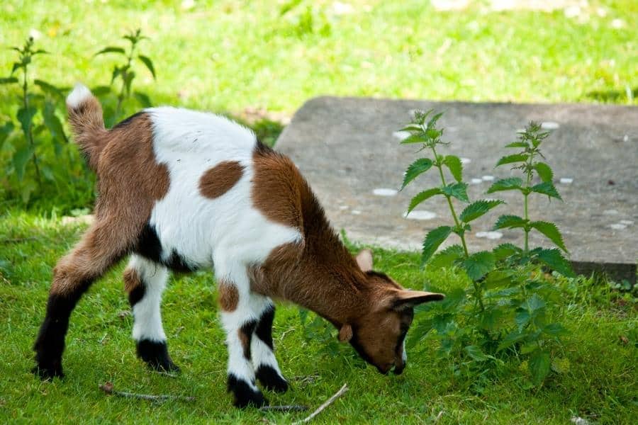 small brown and white goat grazing in yard