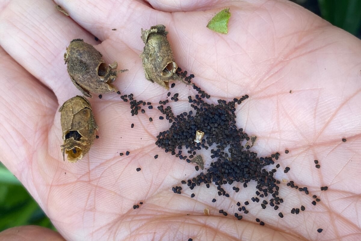 collected snapdragon seeds in a hand