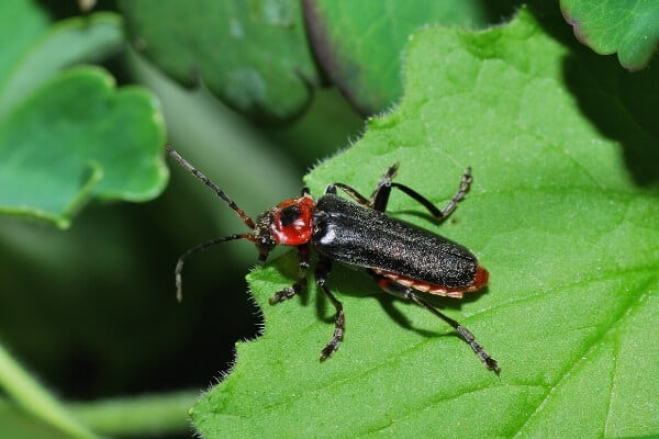 soldier beetle on a leaf