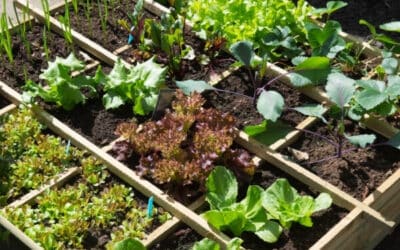 Gardening for Beginners: 11 Tips for a Successful Start