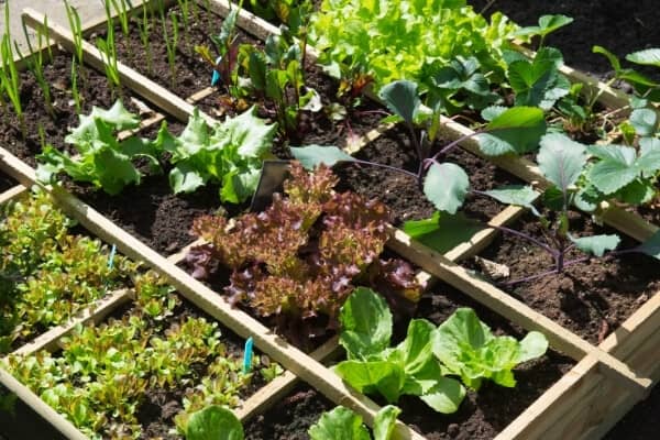 square foot garden planted with greens