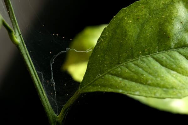 spide mites on plant