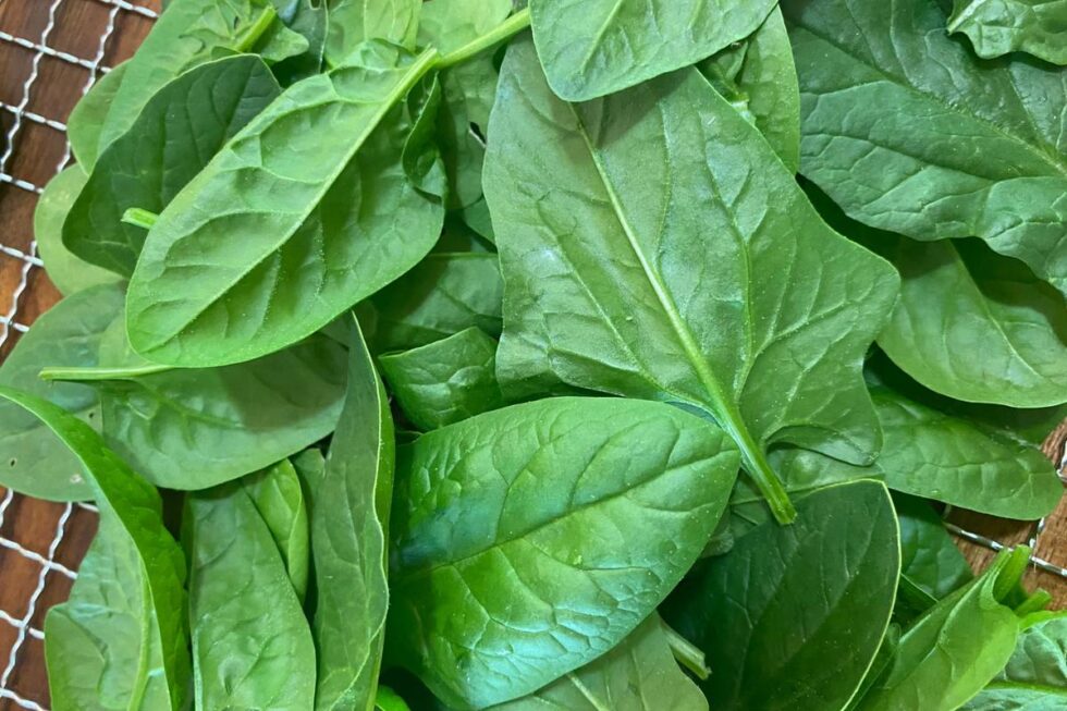 Growing Spinach In The Garden From Seed To Harvest