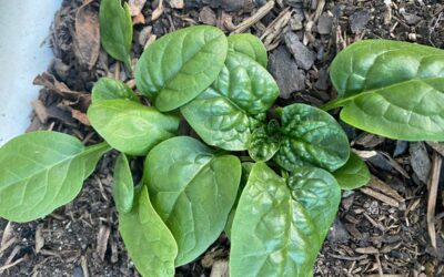 Growing Spinach in the Garden: From Seed to Harvest