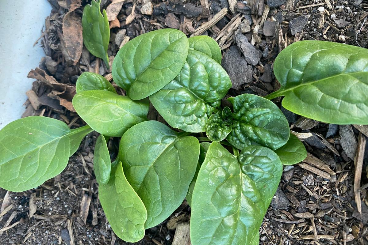 spinach in garden